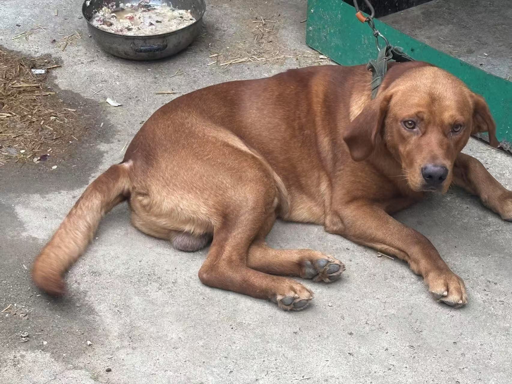 拉布拉多犬出售